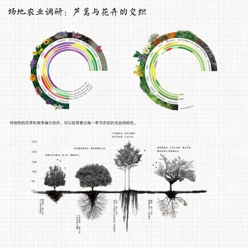 共生视角下的南京八卦洲生产性景观改造设计