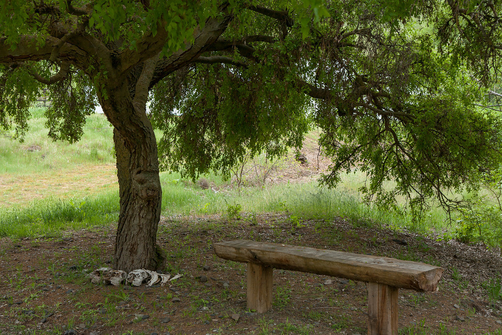 tree & bench.jpg