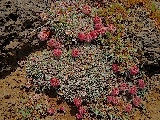 Scouting Trip to Southeast Oregon_Page_26_Image_0001.jpg