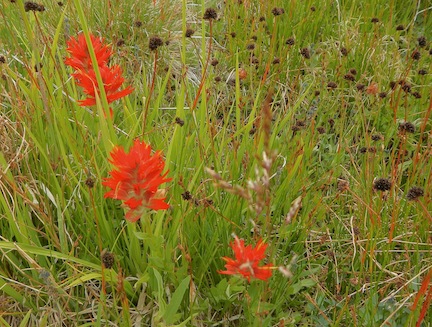 Scouting Trip to Southeast Oregon_Page_34_Image_0001.jpg