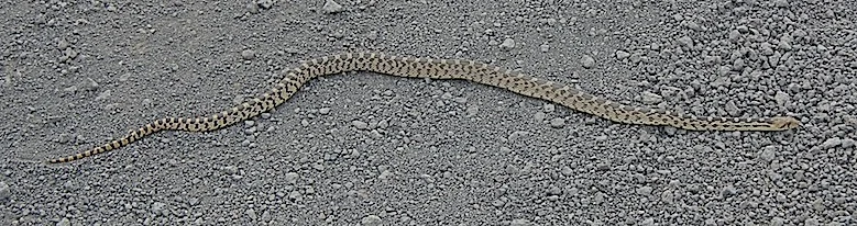 Scouting Trip to Southeast Oregon_Page_38_Image_0002.jpg