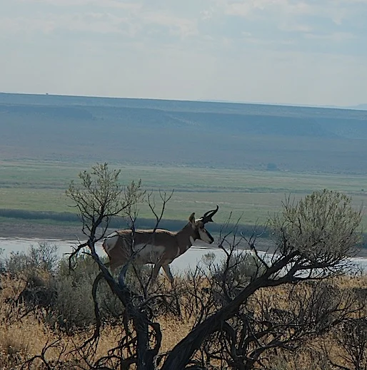 Scouting Trip to Southeast Oregon_Page_53_Image_0001.jpg