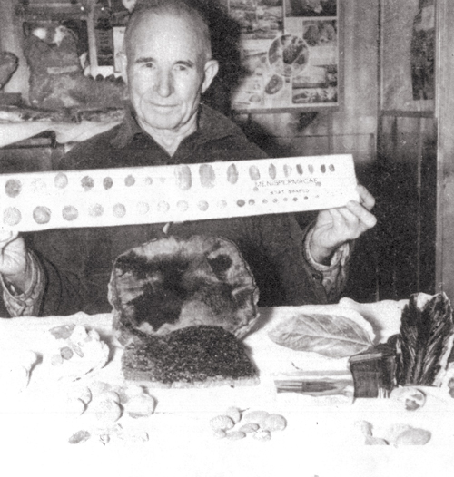 Lon Hanco ck in his home museum, showing fossil nuts, seeds, and leaves from the Cl arno Nut B eds.