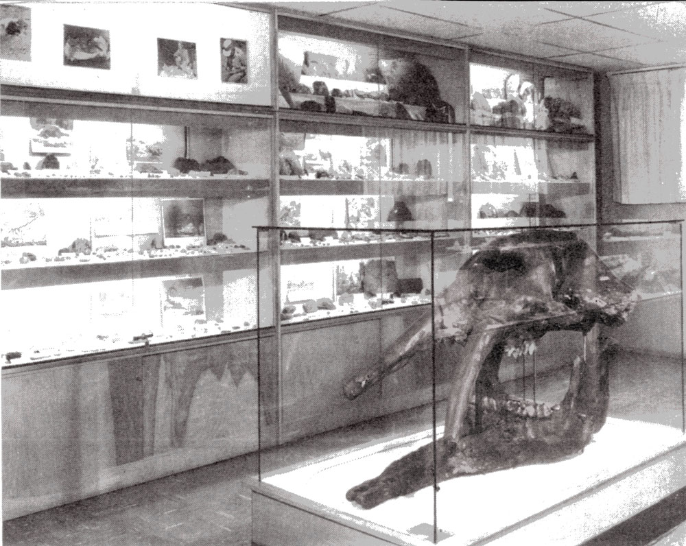 Part of Hancock's fossil collection, as arranged at OMSI by his wife Berrie. (Photo courtesy Delano Photographics)