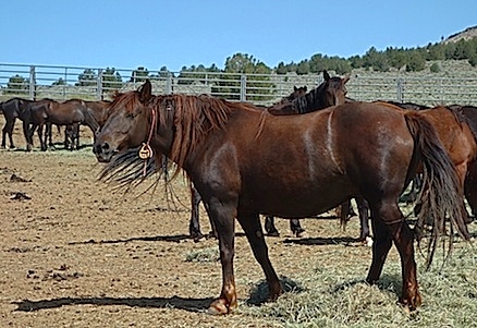 kiger mustangs at BLM Wild Horses