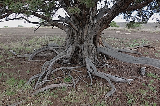 juniper at crest of hill