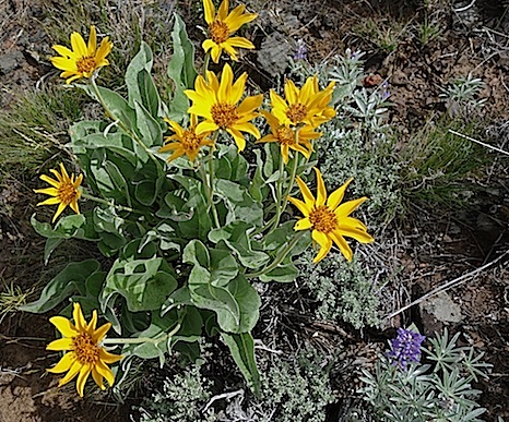 Balsamroot and Lupine