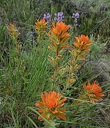 Orange paintbrush and lupine