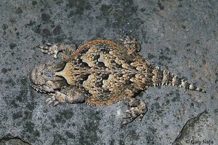 horned lizard phrynosoma platyrhinos
