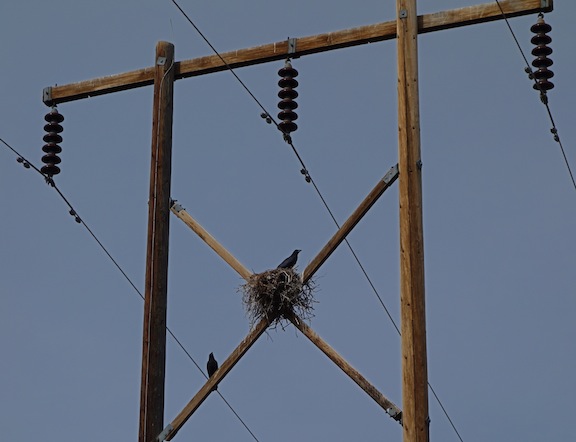 ROOSTING BIRDS