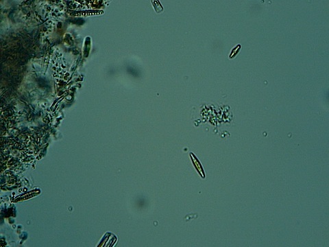 A variety of diatoms inhabit the water from Borax Lake. Many were motile.