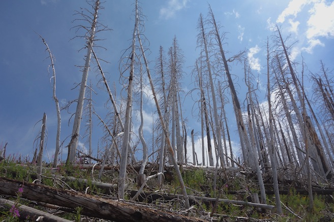 In 2011, the Tilly Jane Fire burned very close to our campground and to Cloud Cap Inn.