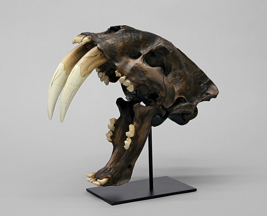 La Brea Smilodon fatalis (saber tooth tiger) skull cast with jaws at maximum gape, photo by Bone Clones.