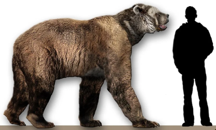 Arctodus simus (short faced bear) reconstruction, photo by Dantheman9758, June 26, 2007.