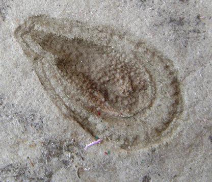 Fossil of typical Ediacaran fossil Kimberella quadrata, photo by Aleksey Nagovitsyn, February 27, 2009.