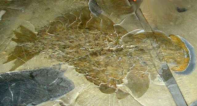 The first complete Anomalocaris fossil found from the Burgess Shale, photo by Keith Schengili-Roberts.
