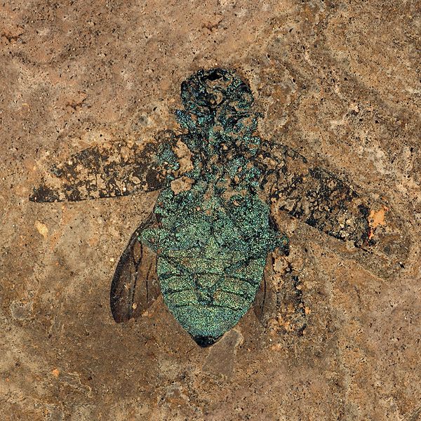 Fossil jewel beetle from Messel Pit, still showing color of the exoskeleton, photo by Torsten Wappler, Hessisches Landesmuseum Darmstadt.