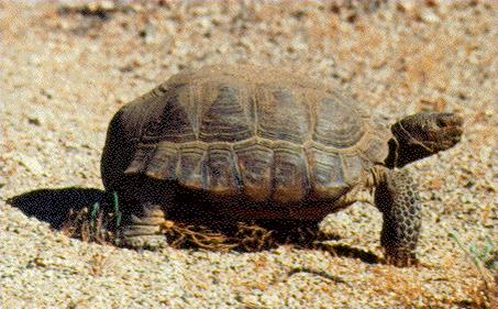 Don’t run over the tortoise! Photo by Sheila Alfsen.