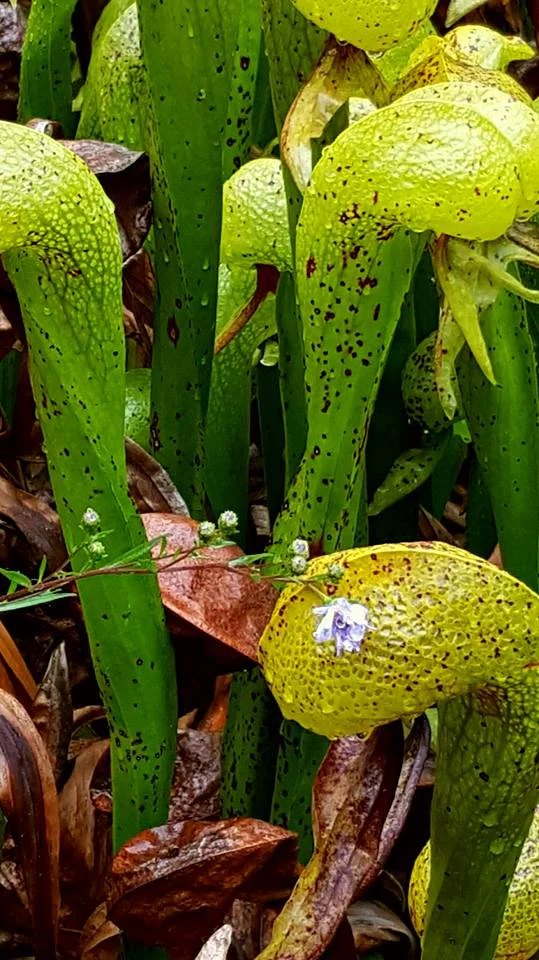 It was a close call but we managed to escape Oregon's only carnivorous plant, Darlingtonia.
