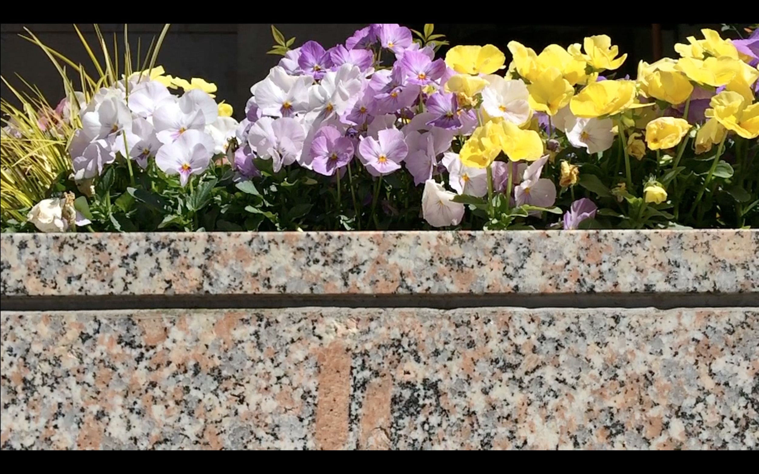 1.2.3 KOIN sardinian granite & flowers.png