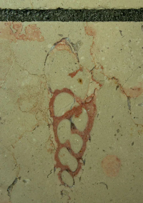 Turritella fossil