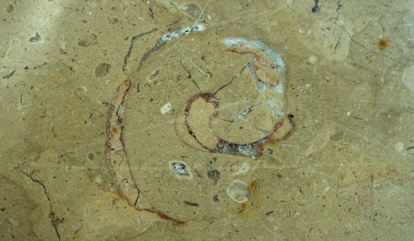 Gastropod fossil