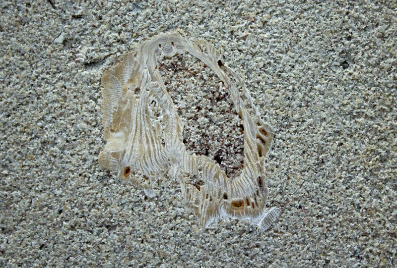 2.2.1.1 KOIN Ctr barnacle.jpg