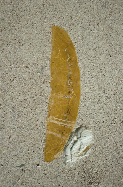 2.2.1.1 KOIN Ctr sand dollar sideways.jpg
