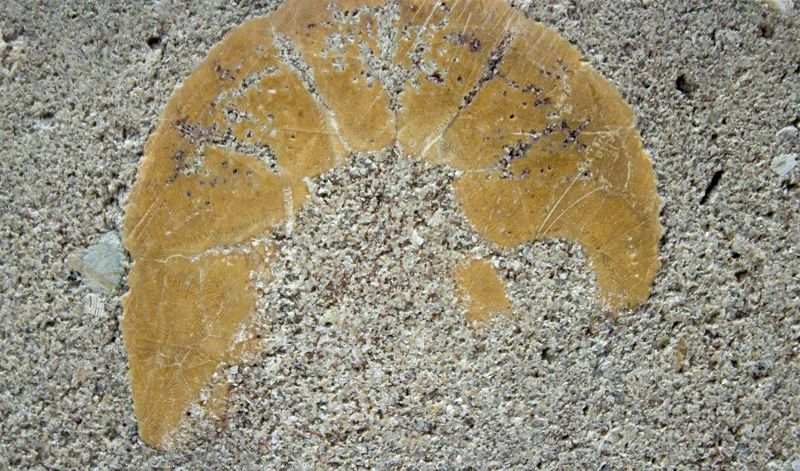 2.2.1.1 KOIN Ctr sand dollar.jpg