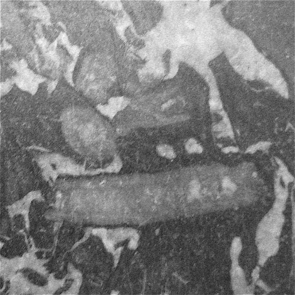 2.2.1.1 Mult Ct Corals.JPG