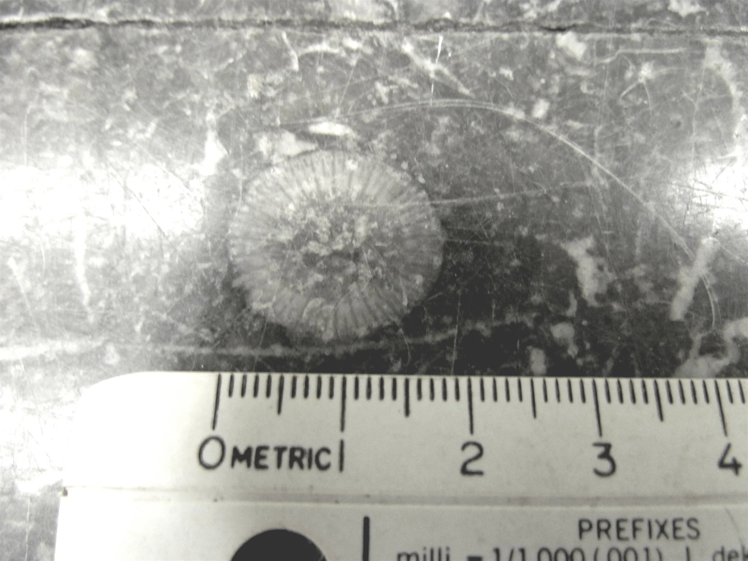 2.2.1.1 Mult Ct coral.JPG