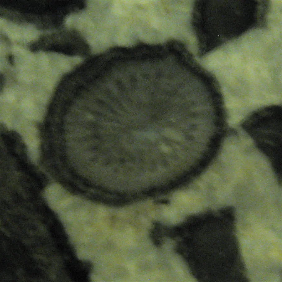 2.2.1.1 Mult Ct Coral cross section.JPG