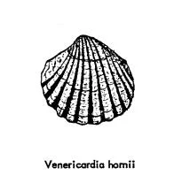 Thick shelled clam from the Eocene that delineated the shoreline of ancient Oregon. From “Fossil Localities of the Eugene Area, Oregon,” by Margaret L. Steere, Published in the Ore Bin, Volume 20, Number 6, June 1958. This publication is available online on the DOGAMI website.
