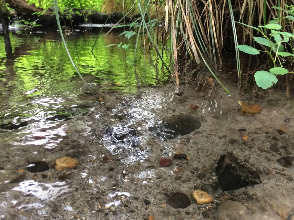 Reed College canyon stream with quartzites and basalts.