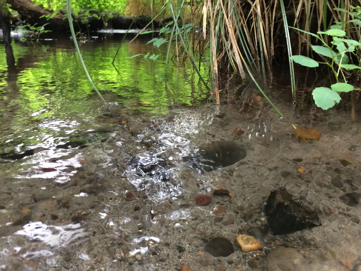 Basalt and quartzites in the Reed College Lake.