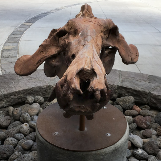 Fossil cast of “Terminator Pig” skull outside the Thomas Condon Museum. Photo by author.