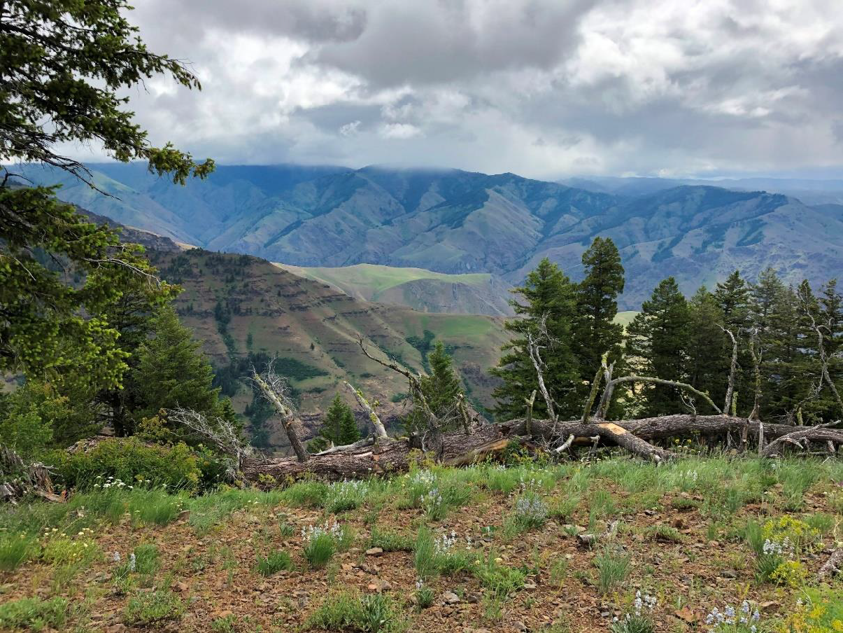 About 40 miles into the drive we stopped at Hells Canyon Overlook. Also a bit of a misnomer, we are looking down a side canyon that terminates in Hells Canyon.