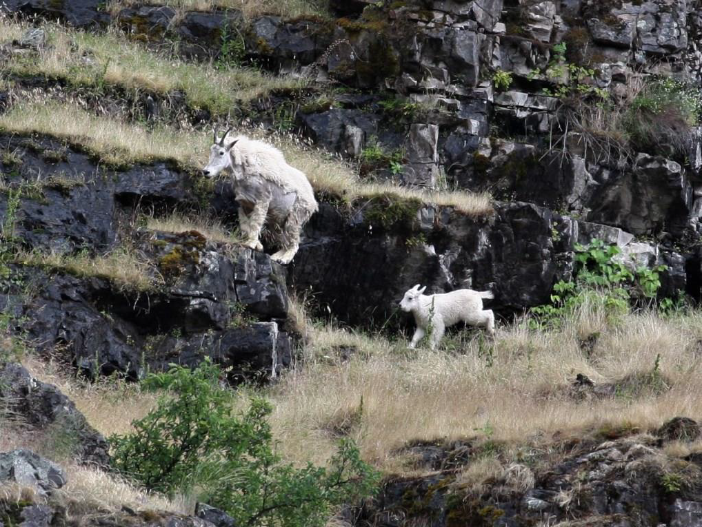 June McAtee took this awesome shot of the mountain goats cavorting near Hells Canyon Dam on the Wild Sheep Creek Formation.