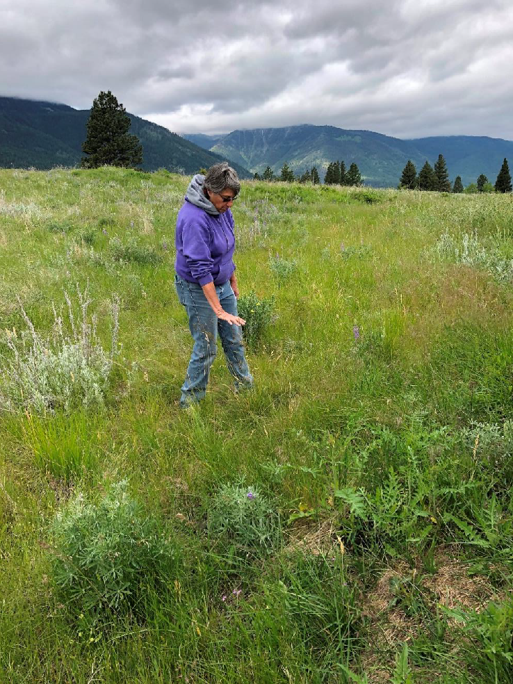 Ellen pointed out and described a number of native and invasive species in the prairie at the top of the moraine.