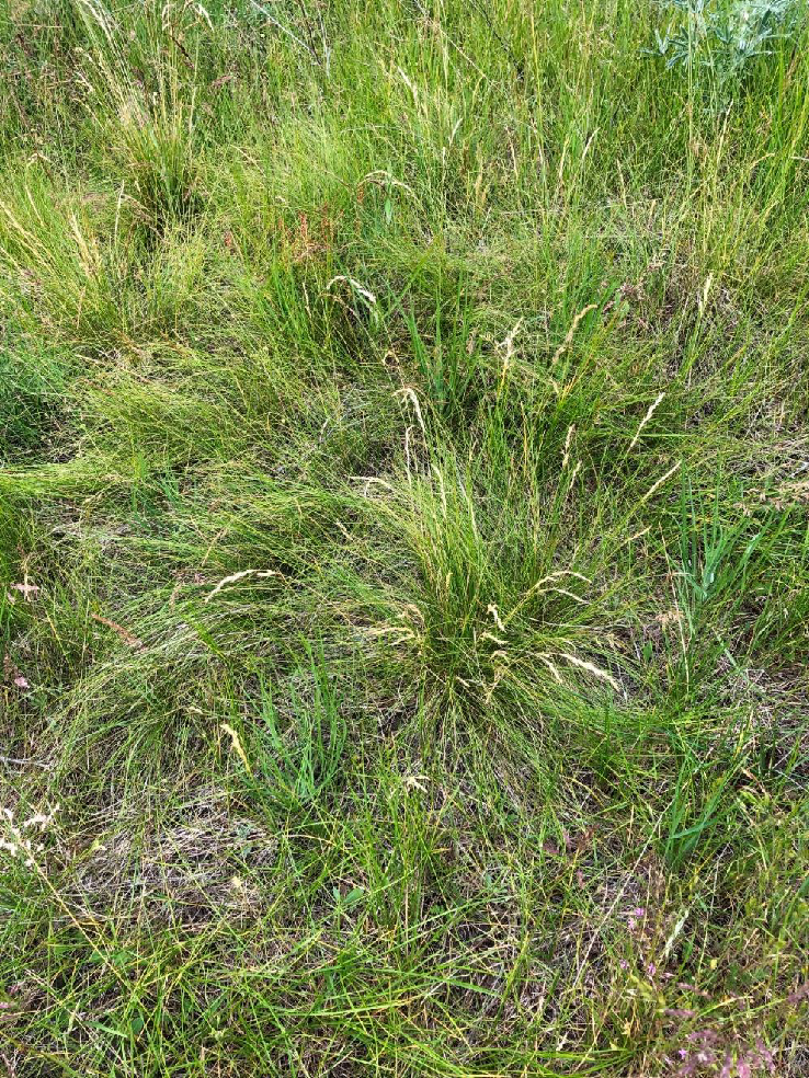 Bunchgrass and native prairie species tend to mass in bunches, leaving space to develop a ‘biological crust’ in between comprised of slow growing moss and lichen.