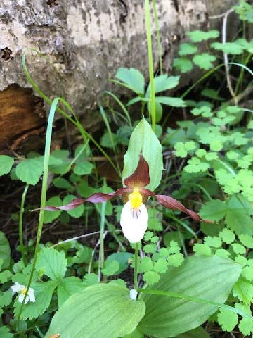 Mountain Ladies Slipper 