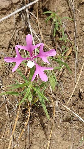 Deerhorn Clarkia 