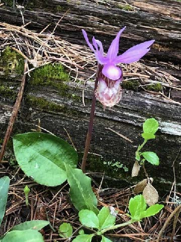 Calypso orchid 