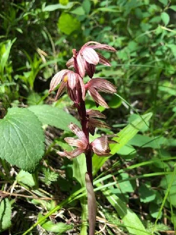 Striped Coralroot