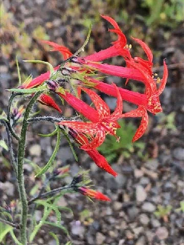 Scarlet Gilia