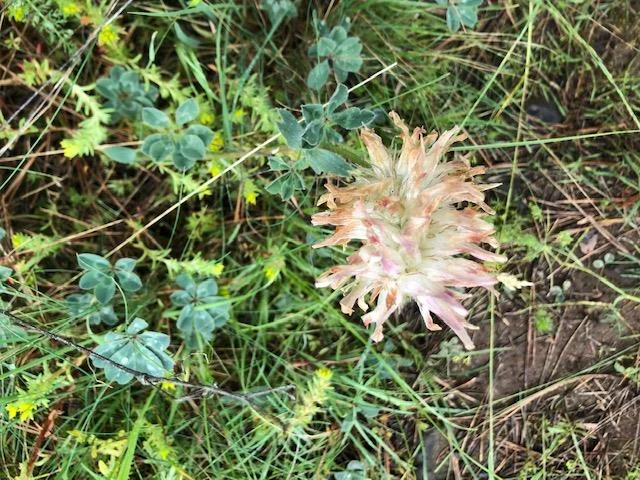 Big Headed Clover