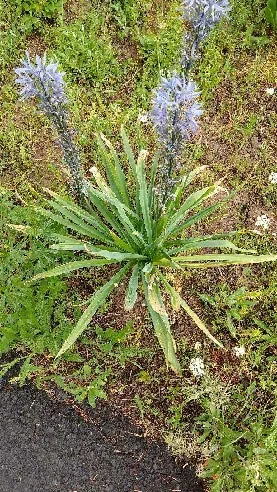 Camas