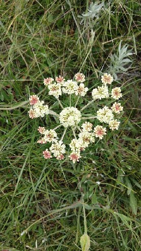 Buckwheat