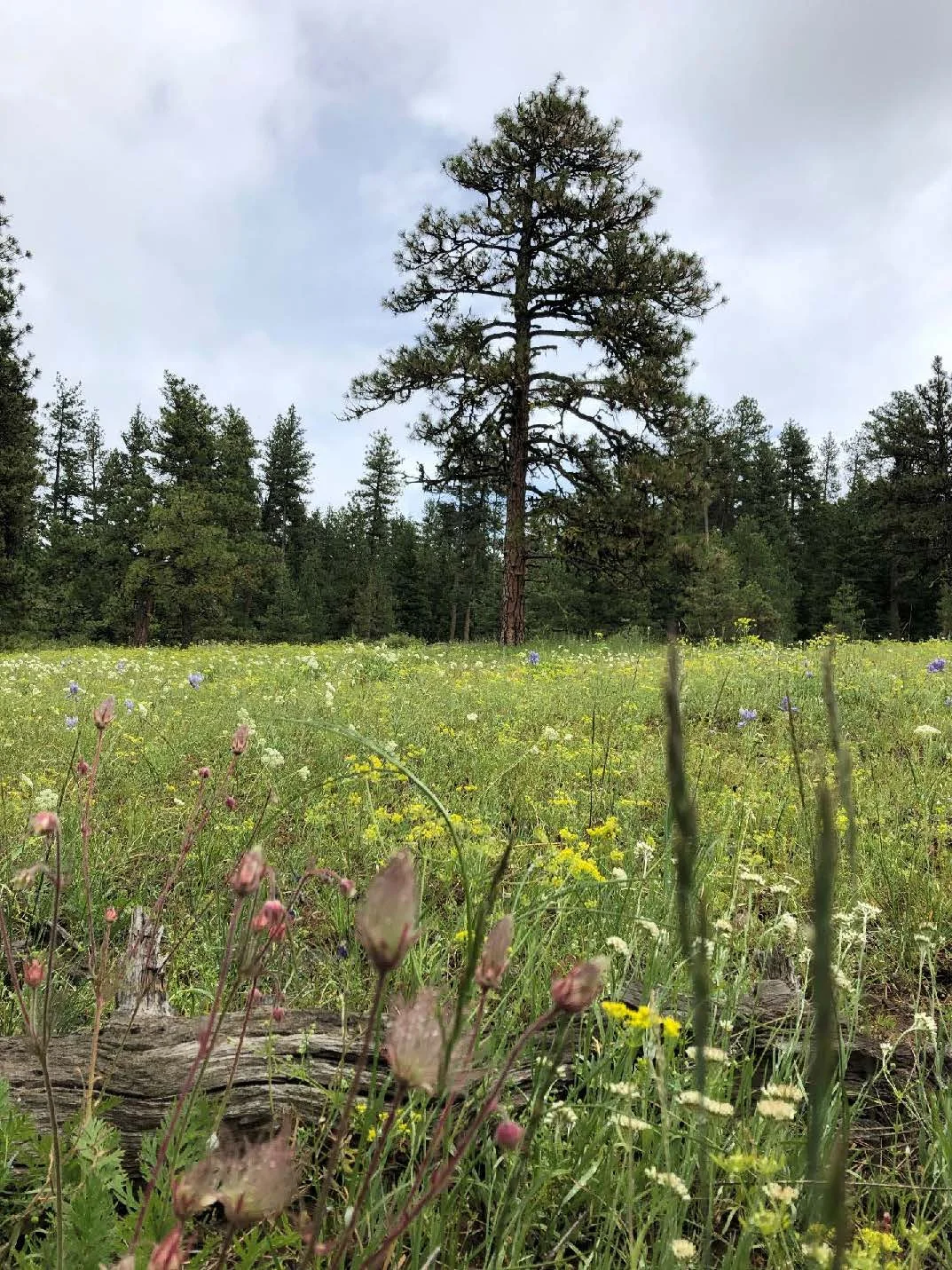 A meadow near the Buckhorn Overlook explodes in flowery profusion. A Ponderosa pine adds a nice backdrop.