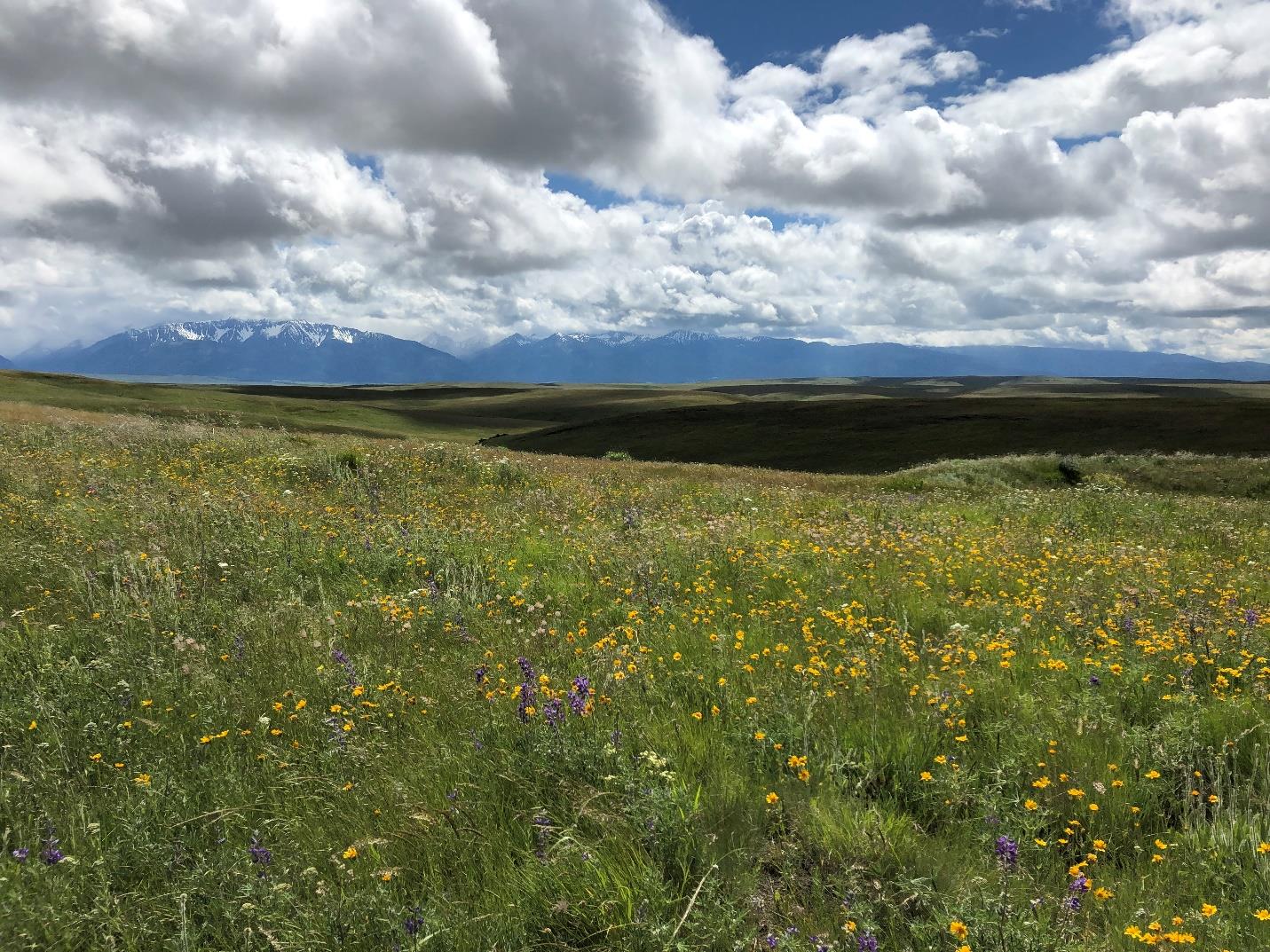 A riot of flowers carpet the Zumwalt Prairie with the Wallowa Mountains as a dramatic backdrop. 